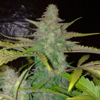 Auto Northern Lights CBD feminised Ganja Seeds