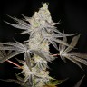 Семена ганжа  Auto Zkittlez OG feminised Ganja Seeds