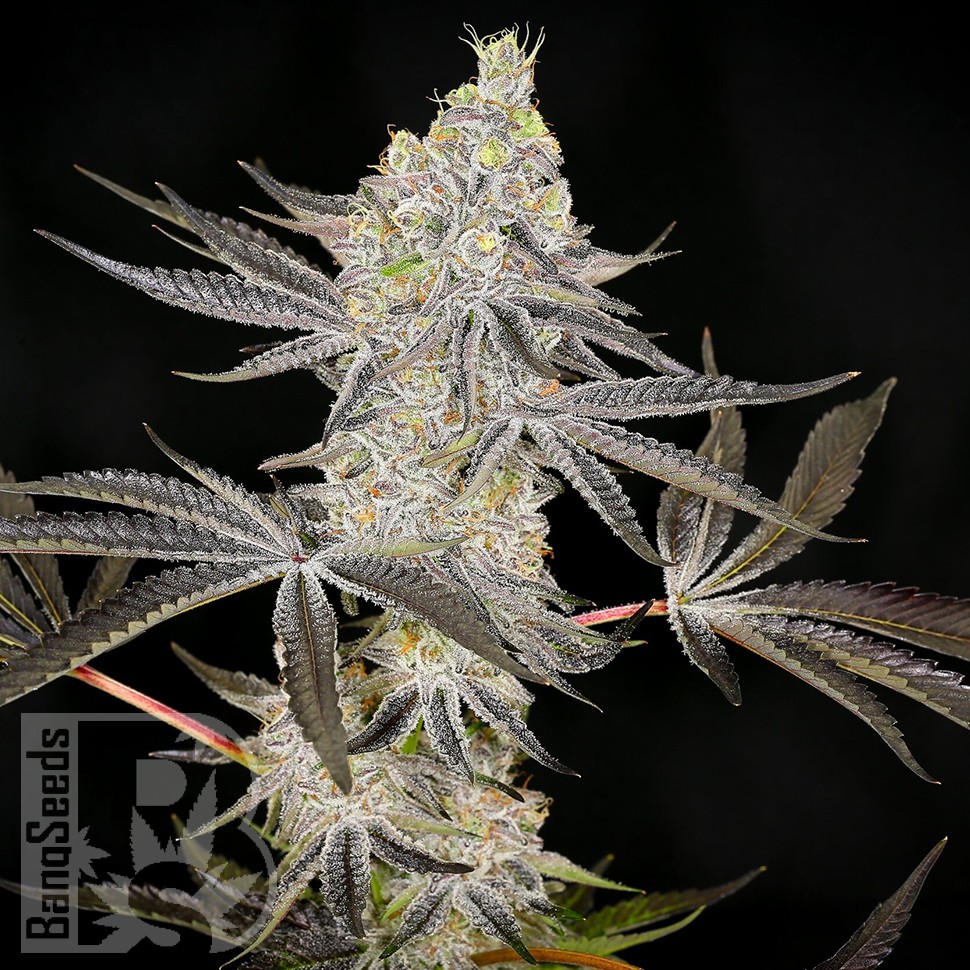 Семена ганжа  Auto Zkittlez OG feminised Ganja Seeds