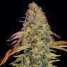 Семена ганжа  Auto Zkittlez OG feminised Ganja Seeds
