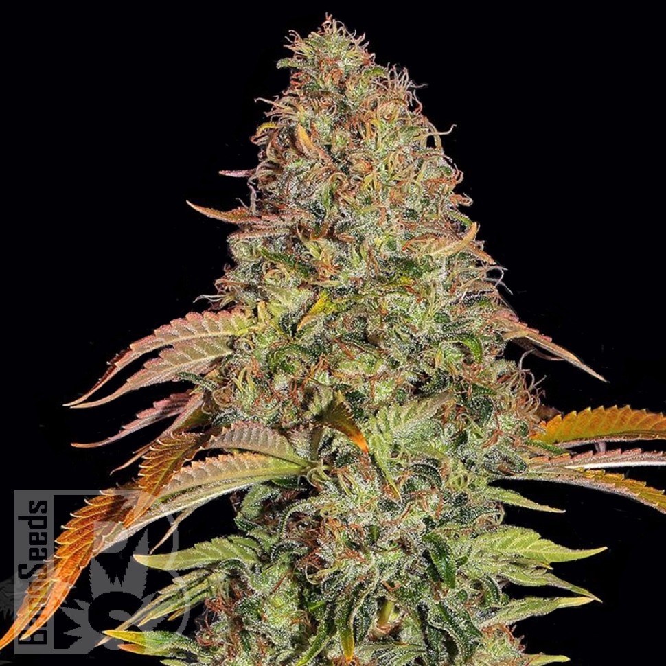 Семена ганжа  Auto Zkittlez OG feminised Ganja Seeds