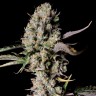 Семена ганжа  Auto Zkittlez OG feminised Ganja Seeds