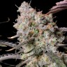 Семена ганжа  Auto Zkittlez OG feminised Ganja Seeds