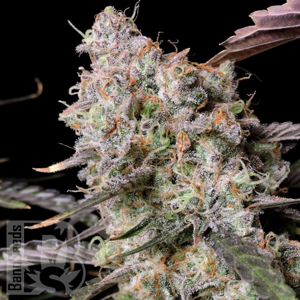 Семена ганжа  Auto Zkittlez OG feminised Ganja Seeds