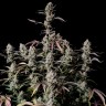 Семена ганжа  Auto Zkittlez OG feminised Ganja Seeds