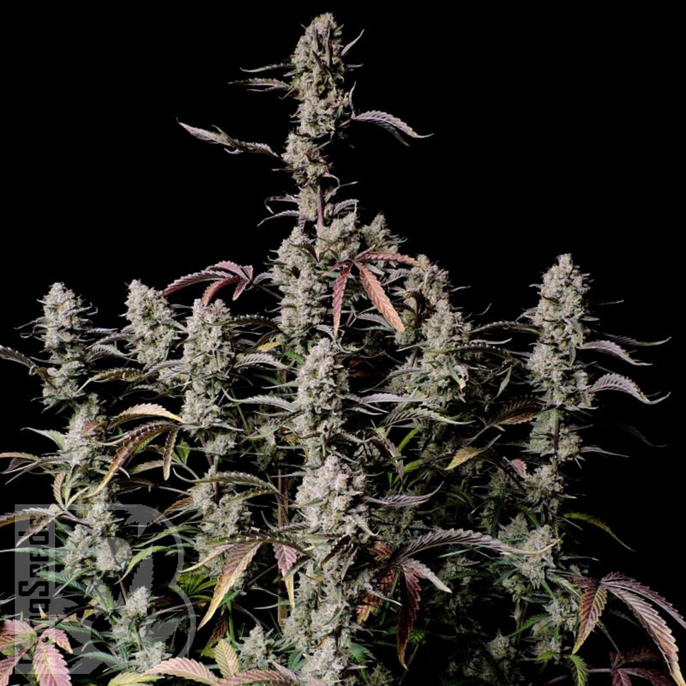 Семена ганжа  Auto Zkittlez OG feminised Ganja Seeds