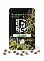 Auto Shalkar feminised Bang Seeds