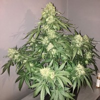 Auto Shalkar feminised Bang Seeds