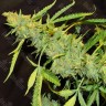 Семена  Auto Northern Lights x AK feminised Ganja Seeds