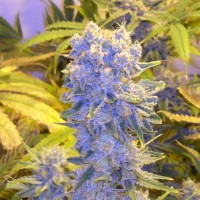 Northern Lights x Chronic feminised Ganja Seeds