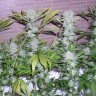 Семена ганжа  Northern Lights x Chronic feminised Ganja Seeds