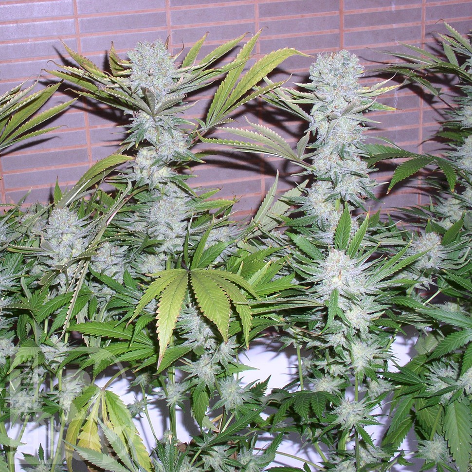 Семена ганжа  Northern Lights x Chronic feminised Ganja Seeds