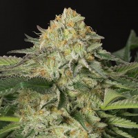 Amnesia Lemon feminised Ganja Seeds