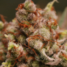 Семена каннабиса  Amnesia Lemon feminised Ganja Seeds