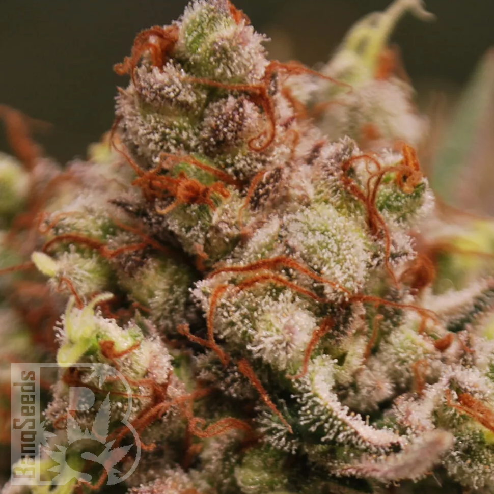 Семена каннабиса  Amnesia Lemon feminised Ganja Seeds