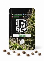 Auto Talas feminised Bang Seeds