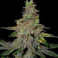 Auto Talas feminised Bang Seeds