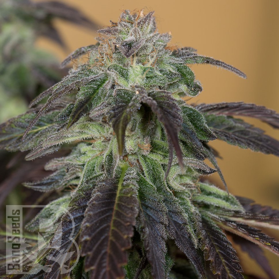 Семена  Auto Talas feminised Bang Seeds