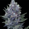 Семена Auto Northern Lights x Blue feminised Ganja Seeds