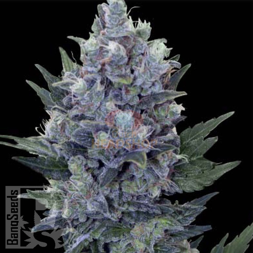 Семена Auto Northern Lights x Blue feminised Ganja Seeds