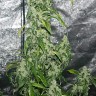 Massive Haze feminised Ganja Seeds