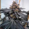 Семена конопли  Dos-Si-Dos feminised Ganja Seeds