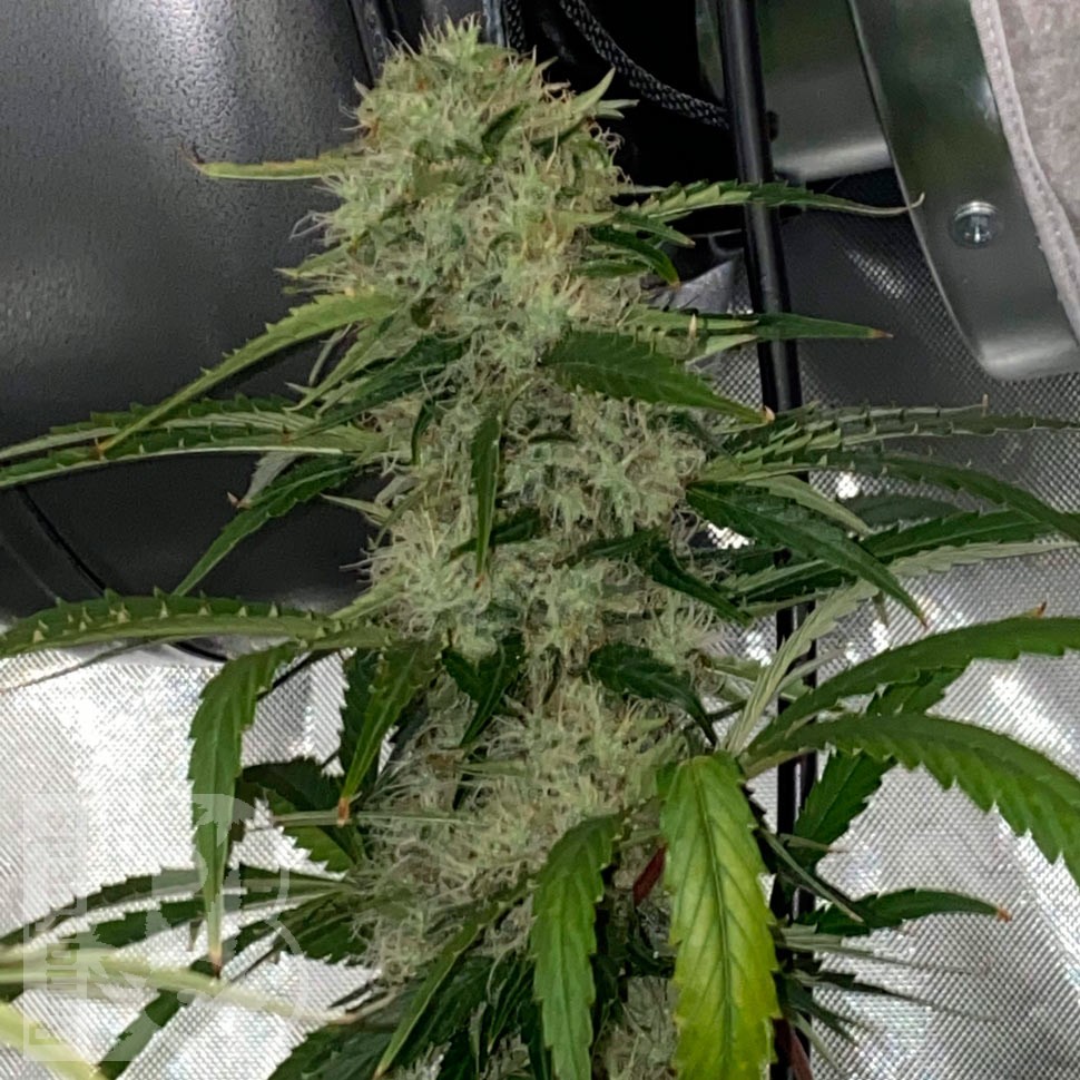 Семена конопли  Dos-Si-Dos feminised Ganja Seeds