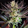 Семена конопли  Dos-Si-Dos feminised Ganja Seeds