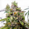 Семена конопли  Dos-Si-Dos feminised Ganja Seeds