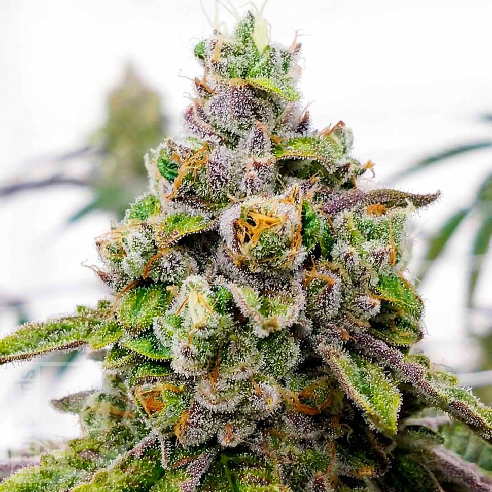 Семена конопли  Dos-Si-Dos feminised Ganja Seeds