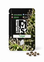 Auto Talgar feminised Bang Seeds