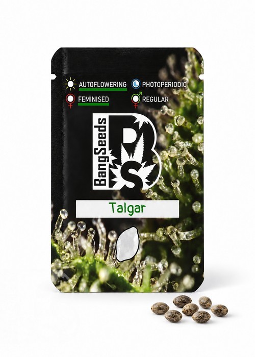 Семена ганжа  Auto Talgar feminised Bang Seeds