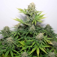 Auto Talgar feminised Bang Seeds