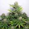 Семена ганжа  Auto Talgar feminised Bang Seeds