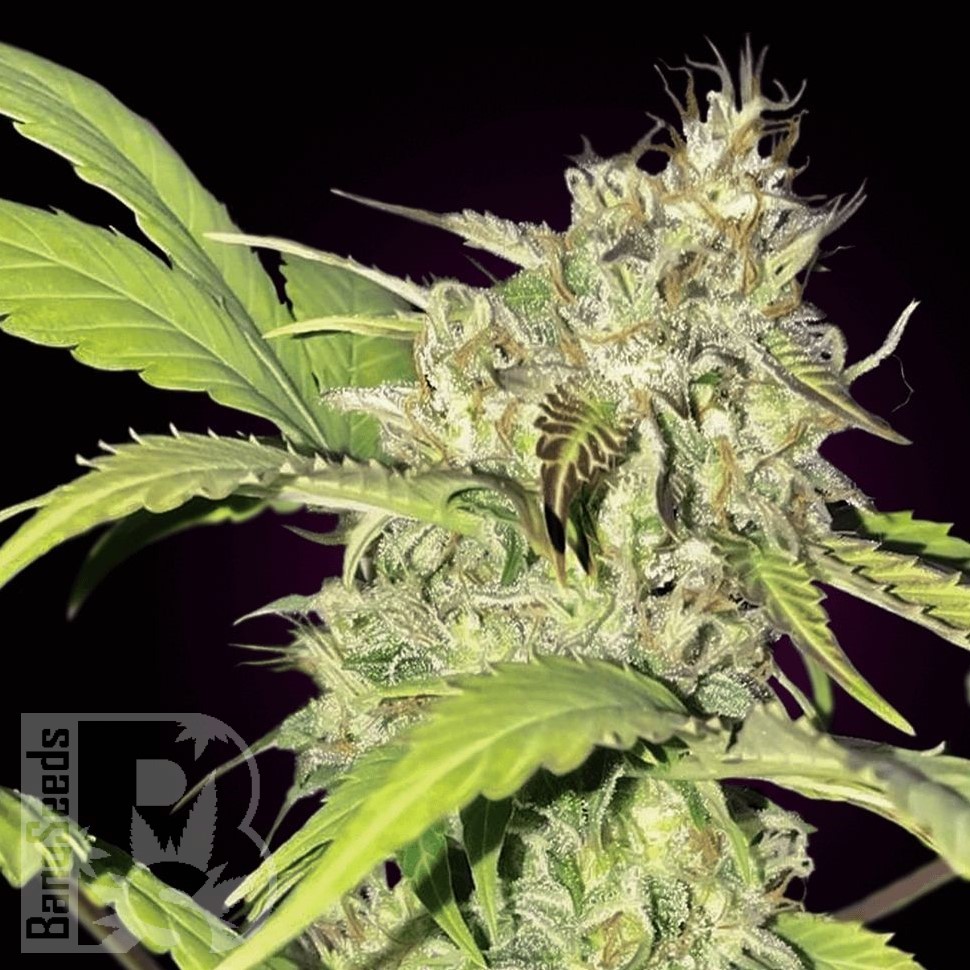 Семена ганжа  Auto Talgar feminised Bang Seeds