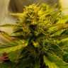 купить семена конопли гидропоники Auto Jet 47 regular