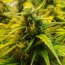 заказ семян конопли Auto Jet 47 regular
