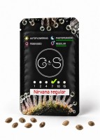 Nirvana regular Ganja Seeds