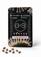 Tutankhamon feminised Ganja Seeds
