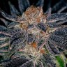 Семена  Auto Talkan feminised Bang Seeds