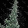 Семена марихуаны Auto Panama Lime feminised Ganja Seeds