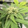 Auto Jealousy Z XL feminised Ganja Seeds