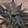 Семена конопли  Silver Haze regular Ganja Seeds