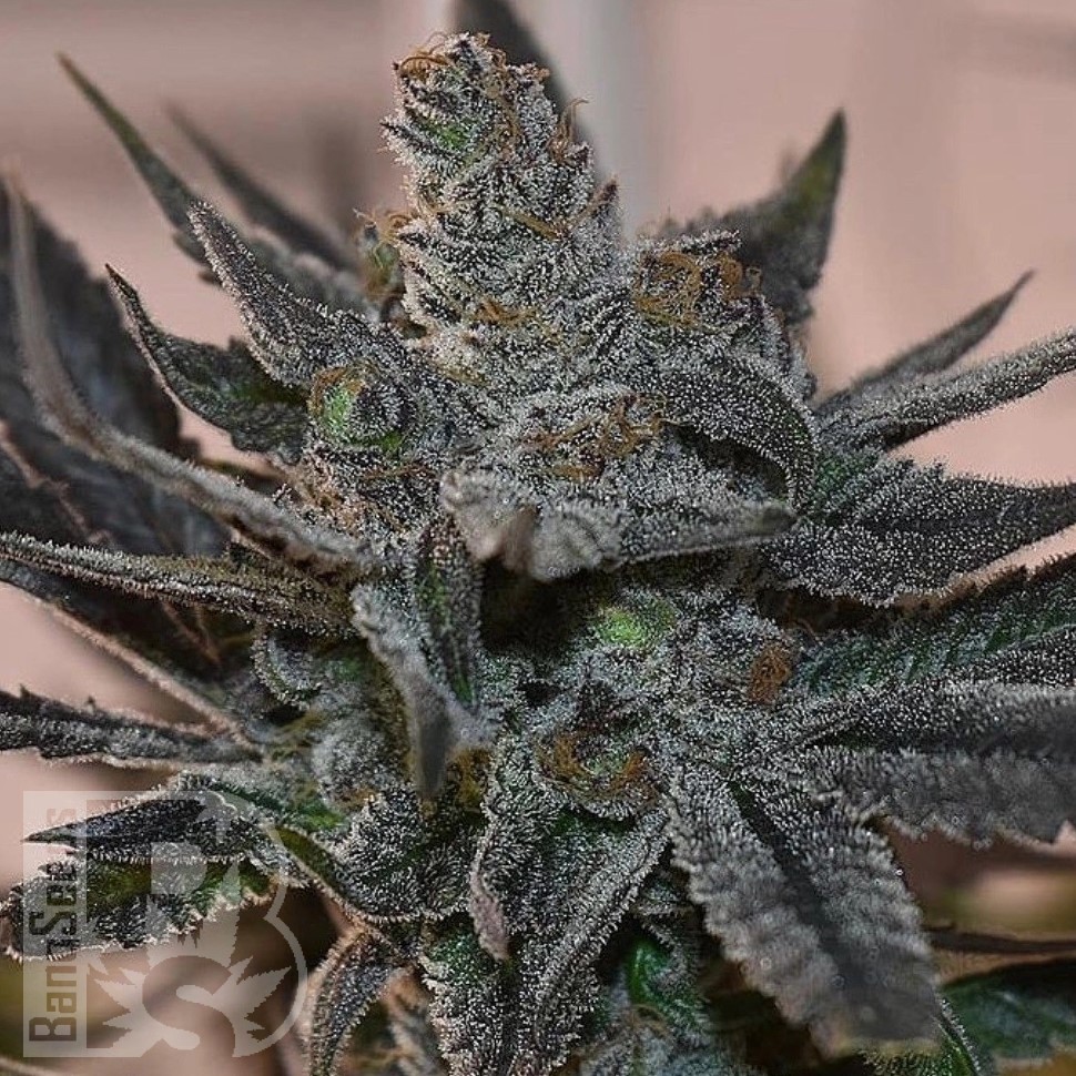 Семена конопли  Silver Haze regular Ganja Seeds