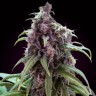 Семена конопли  Silver Haze regular Ganja Seeds
