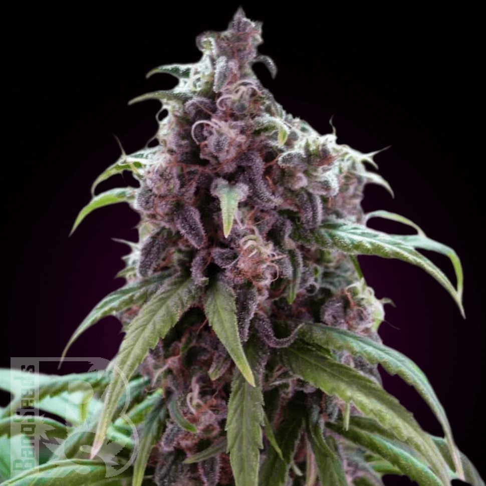 Семена конопли  Silver Haze regular Ganja Seeds