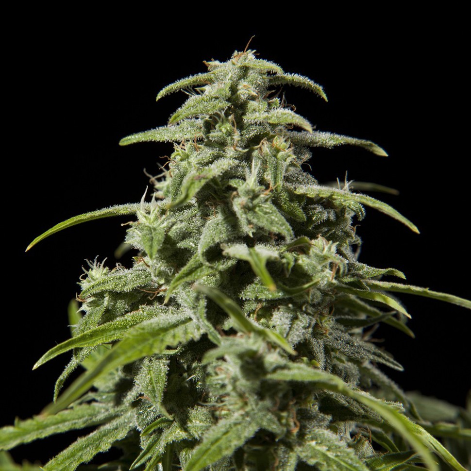 Семена конопли Early Skunk x AK feminised Ganja Seeds