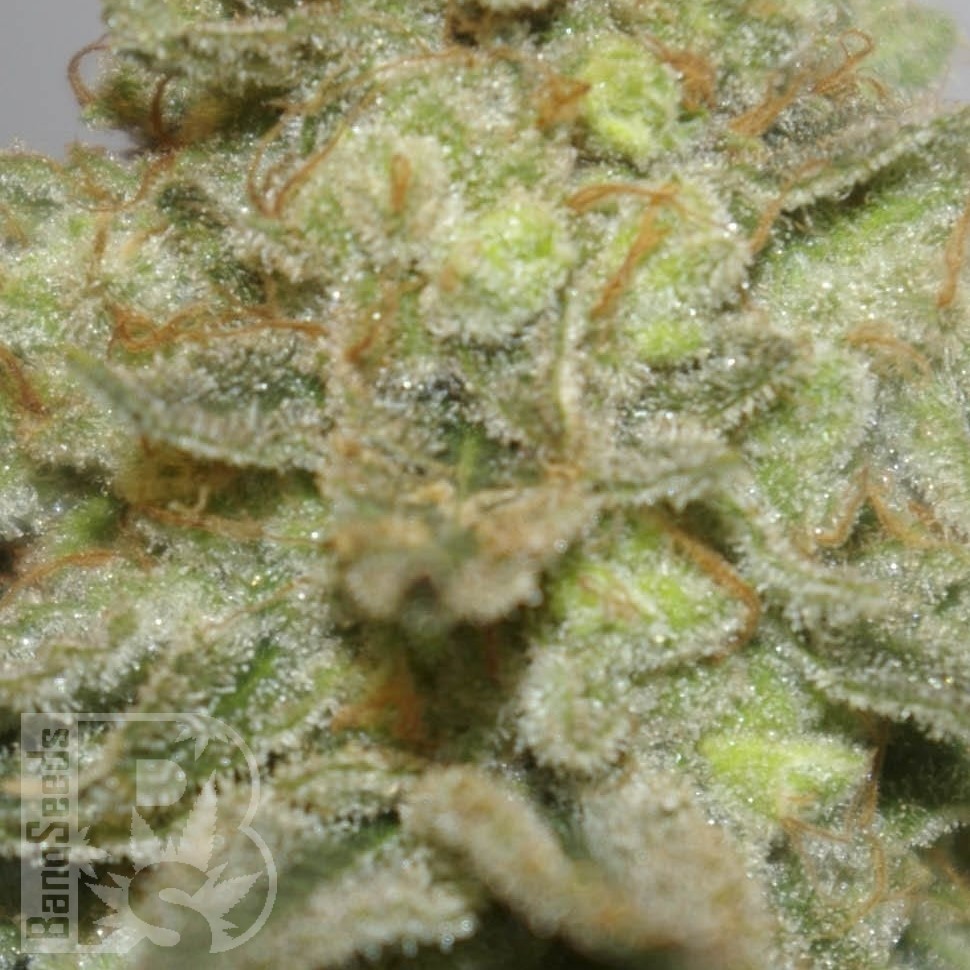 Семена конопли  Early Skunk x AK feminised Ganja Seeds