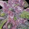Семена конопли  Early Skunk x AK feminised Ganja Seeds