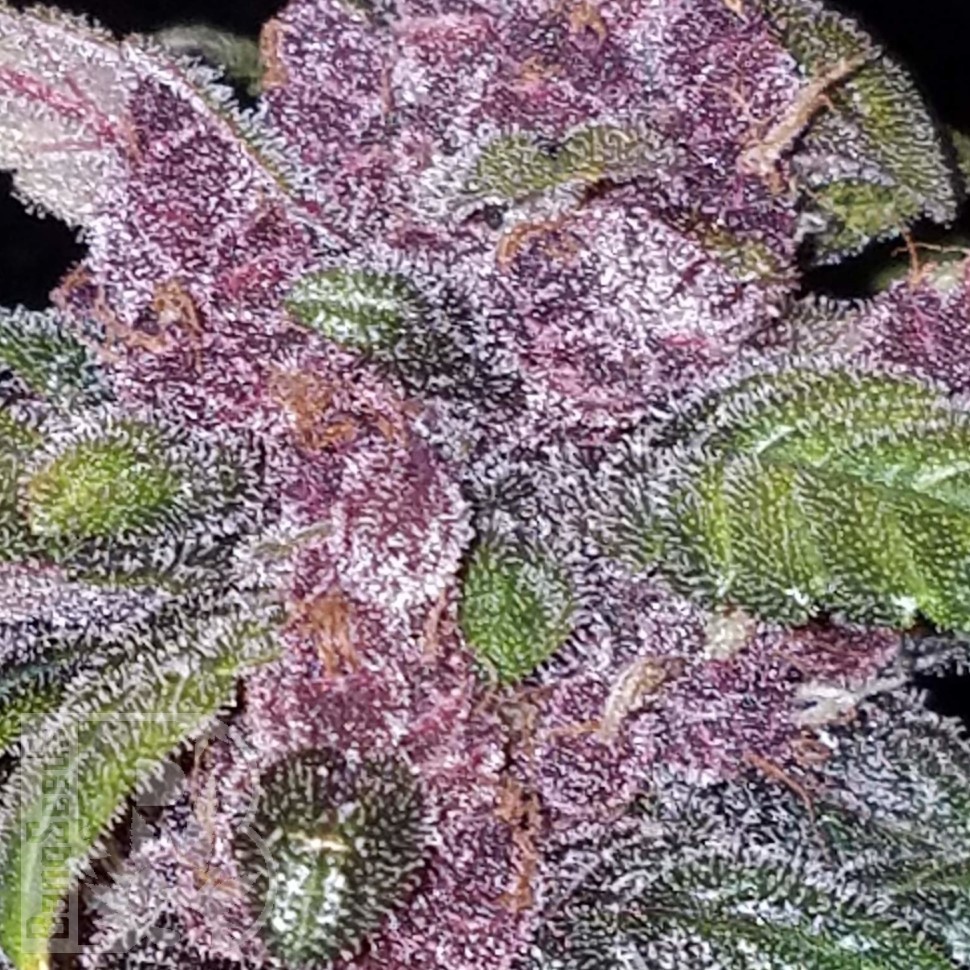 Семена конопли  Early Skunk x AK feminised Ganja Seeds